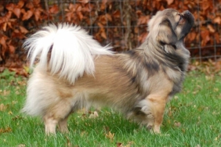 Tibetansk spaniel 618  320x240 tibetansk spaniel kri kris odysseus odin 25 11 2009